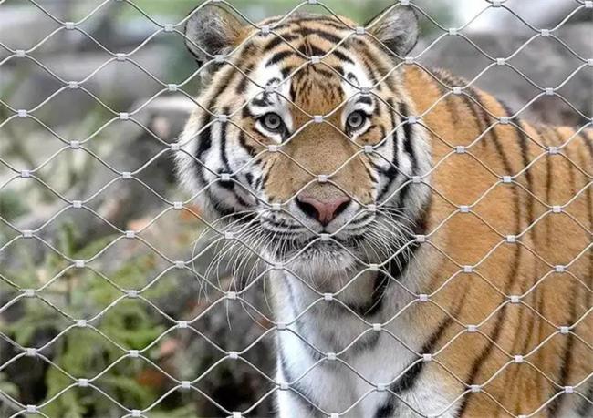 Zoo rope mesh in primate enclosure