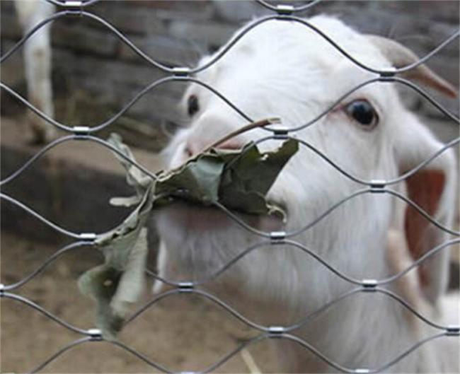 Zoo rope mesh in aviary application