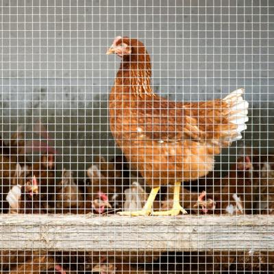 China New Type Top Sale  link fence protection cars chicken breeding net domestic Chicken house welded wire mesh for sale