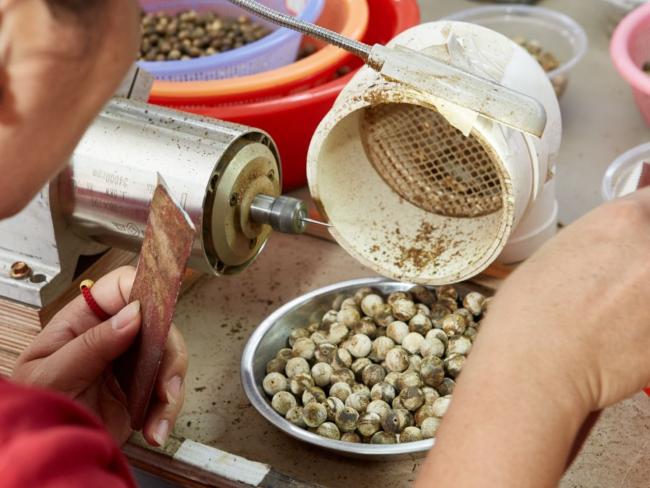 Agarwood production quality control standards implementation