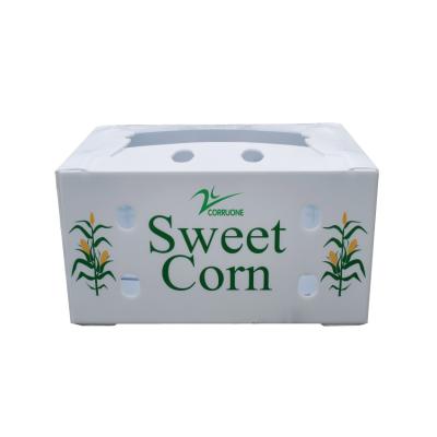 China Corflute Recycled Fruit And Vegetable Packaging Boxes Polypropylene for sale