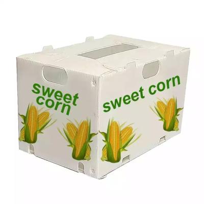 China Corruone China Manufacturer PP polypropylene Material Correx Coreflute Boxes Corrugated Plastic Folding fruits vegetables Boxes for sale