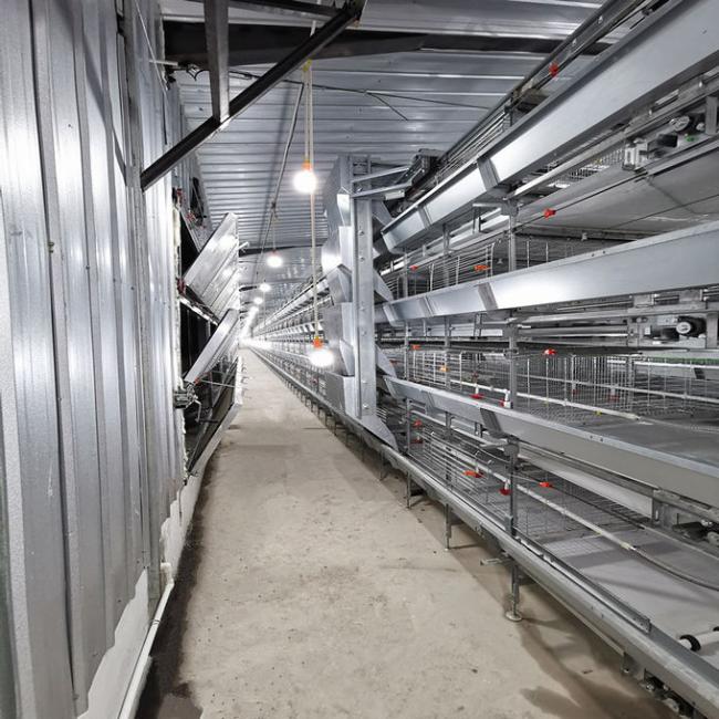 Automatic manure removal system for poultry farming