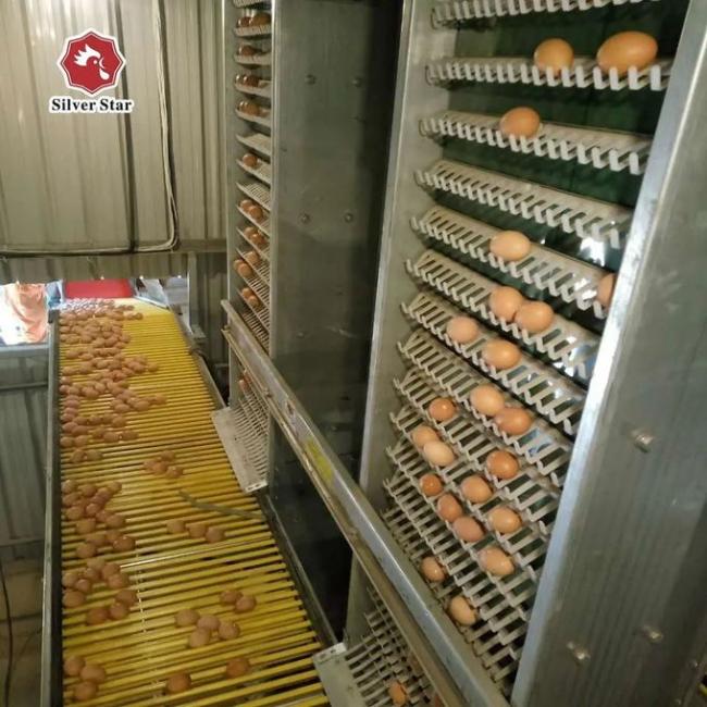 Automatic egg collection system for commercial layer farms