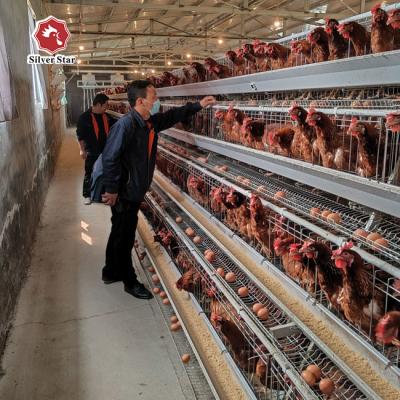 Китай A Type Hen Laying Egg Chicken Cage Automatically продается