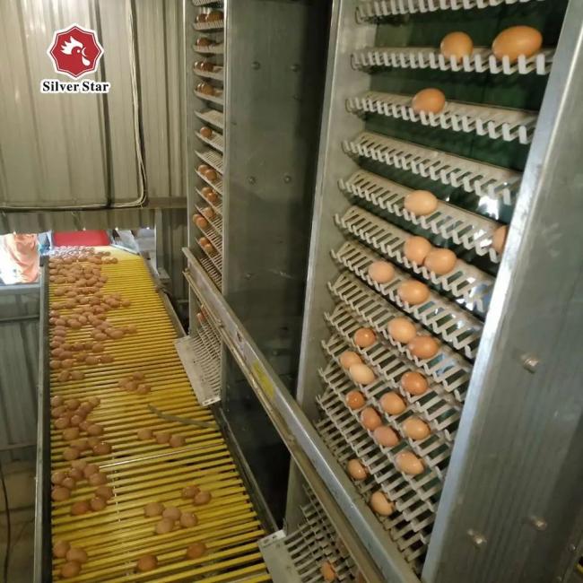 Automatic egg collection system for commercial layer farms