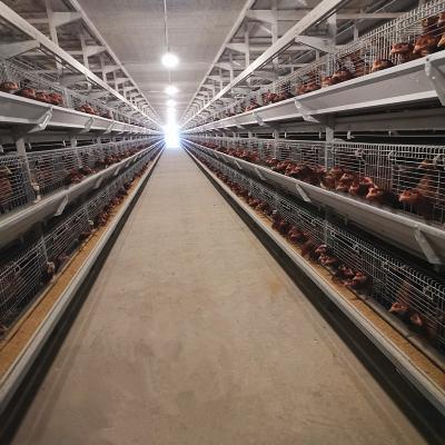 China 380/220V Layer Farming Cage , Q235 Chicken Laying Eggs Cage for sale