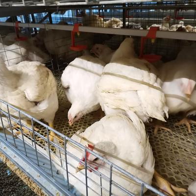 China Linhas 50000 uso do HDG 4 do cultivo de aves domésticas da gaiola da galinha de grelha à venda