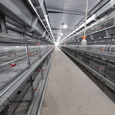 China 208 Birds Broiler Chicken Cage for sale