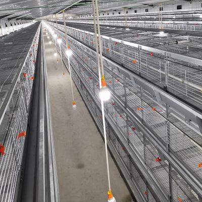 China 1480mmx1750mmx440mm Broiler Chicken Cage for sale