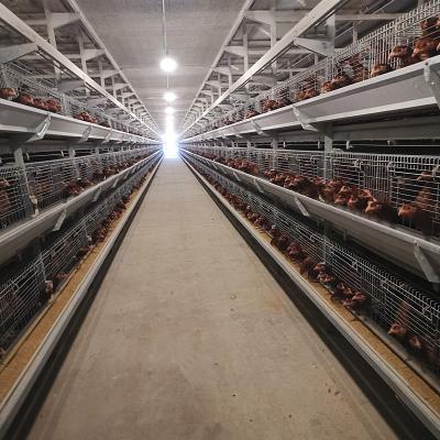 China 650x1250x2220mm Battery Poultry Cage H Type Automatic For Layer for sale