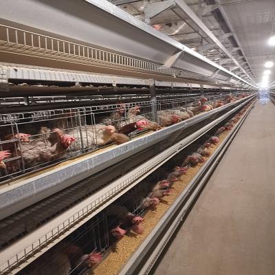 Chine la couche d'oeufs de poulet de batterie de 192/240Birds/Set Q235 met en cage pour la ferme de large échelle à vendre