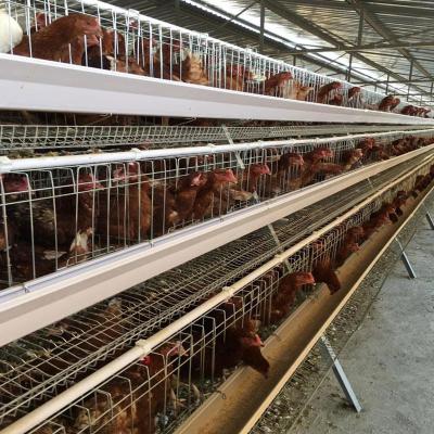 China Manual 4 Tiers Pvc Automatic Poultry Feeding System SGS Layer Chicken Cage for sale