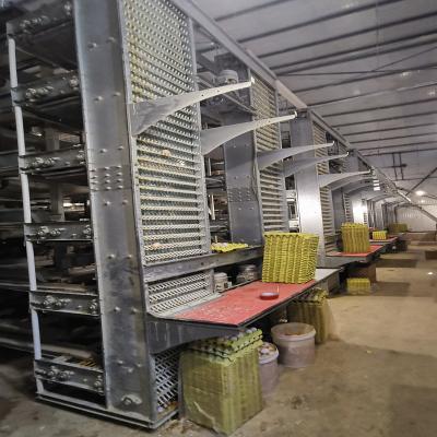China 2pc/Layer HDG Poultry Egg Collection System Automatic 4m/Min Speed for sale