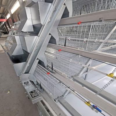 China Un viejo sistema de Chick Cage With Full Automatic del bebé del día en venta