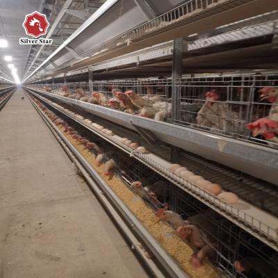 China Cold Galvanized Steel Automatic Poultry Cage With Manure Cleaning System for sale