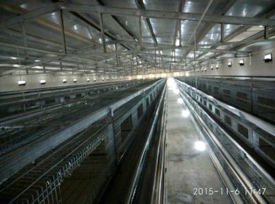 Chine Équipement moderne de ferme de poulet à rôtir de planchers de la cage de batterie de volaille 4 à vendre