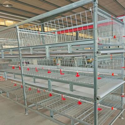 China Modern Poultry Battery Cage , 150 Broiler Chicken Farming Equipment for sale