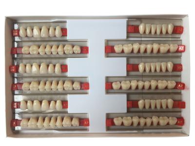 China Los dientes de la dentadura de la resina de acrílico fijaron superficies de la reparación los dientes dentales sintéticos duros estupendos de 2 capas en venta