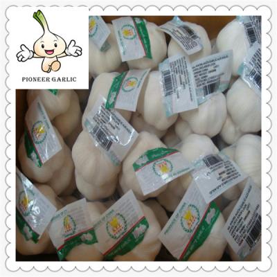 China Fresh Garlic Global Foods health against cancer new crop fresh garlic for sale