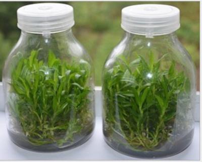 China plant tissue culture glass jar with plastic cap for sale