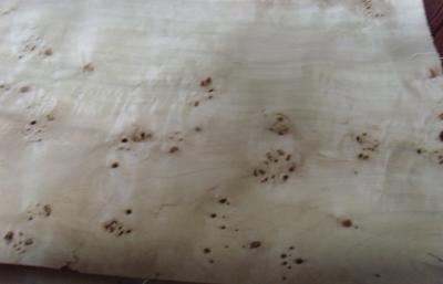 China Natural Burl Furniture Wood Veneer Poplar With AA / A / AB Grade for sale