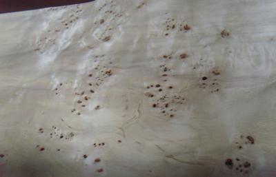 China Corte cortado de Burled folheado de madeira liso, folheado estrutural do Burl da cinza à venda