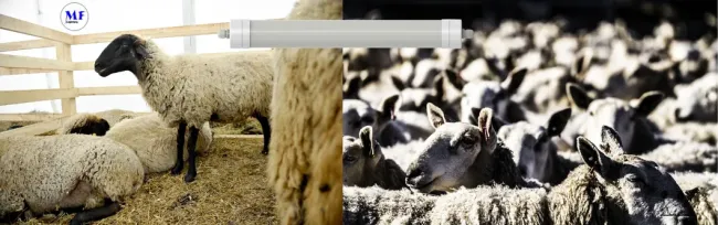 Factory Price Plastic Alu. Ik10 IP69K 0~10V Dim CCT Power Adjustable 170lm/W 1.6m Anti-Ammonia Chicken Farmyard Livestock LED Sheep Cow Diary Tri-Proof Light