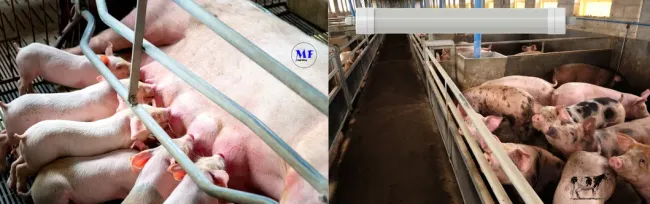 Factory Price Plastic Alu. Ik10 IP69K 0~10V Dim CCT Power Adjustable 170lm/W 1.6m Anti-Ammonia Chicken Farmyard Livestock LED Sheep Cow Diary Tri-Proof Light