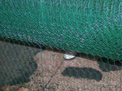 China farm 1/2inch Pvc Coated Hexagonal Wire Mesh BWG27 for sale