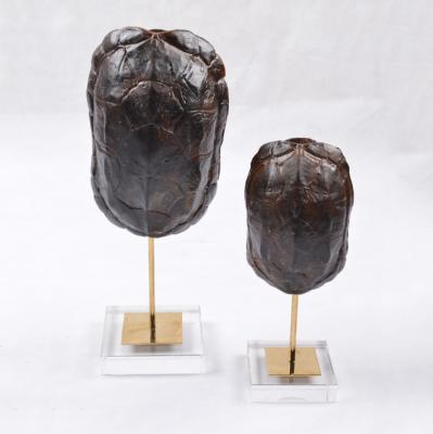 China Artes creativos y artes de la cabeza de Shell Decorative Crafts Unique Face de la tortuga de los artes para la decoración en venta