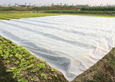 China Peso ligero resistente no tejido de agua de la tela de la agricultura de los PP Coreless Spunbond en venta