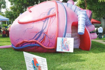 China Inflatable Human Organs Giant Brain Heart Lungs For Teaching Medical Activities Display for sale