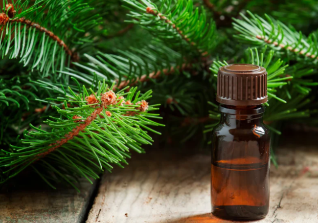 Natural Fir Needles Essential Oil bottle