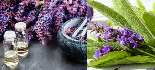 Lavender Sage Fragrance Oil