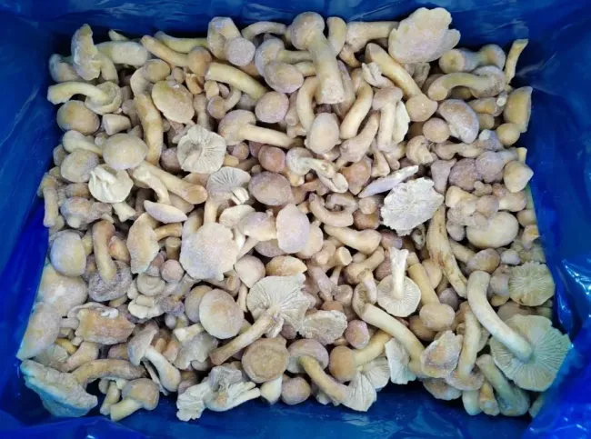 High Quality Hot Selling Frozen Mushroom IQF Oyster Cut