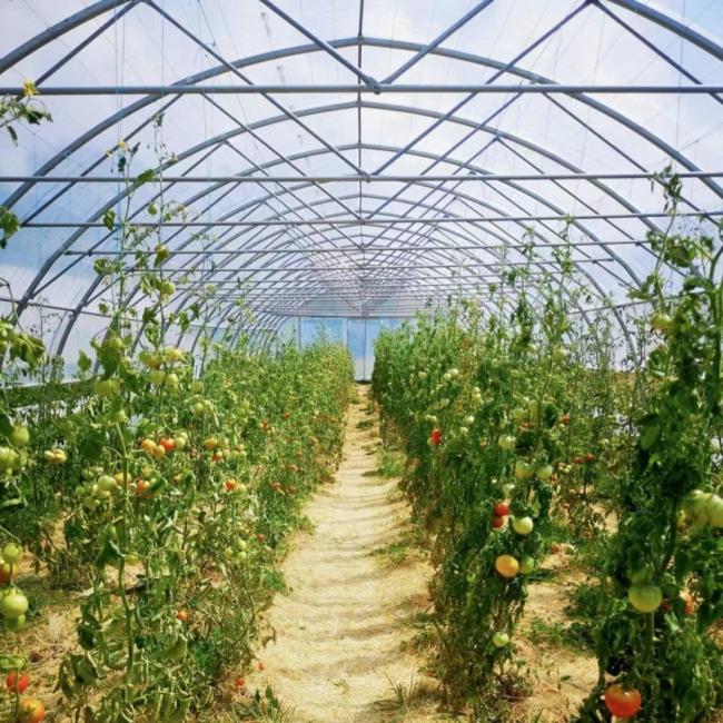 Cheap Tunnel Greenhouse Hydroponics Growing System for Tomatoes