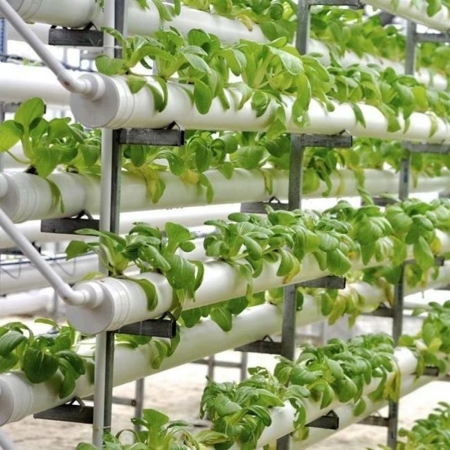 Cheap Tunnel Greenhouse Hydroponics Growing System for Tomatoes