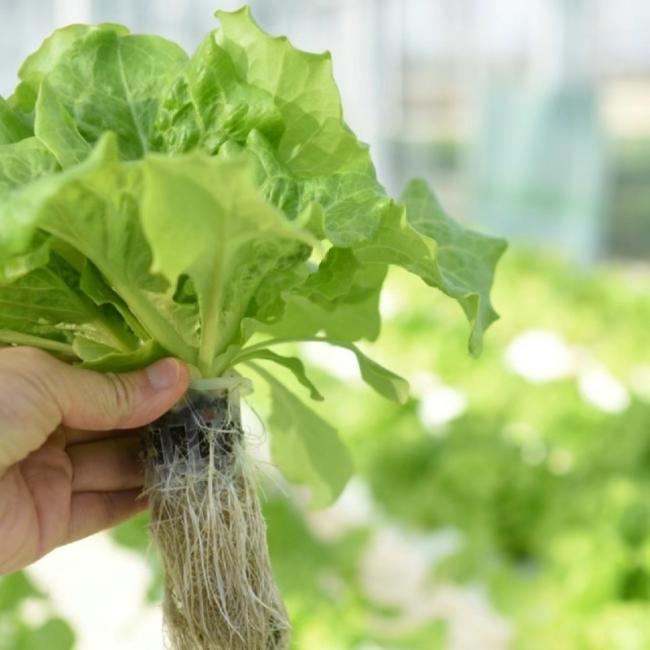 Cheap Tunnel Greenhouse Hydroponics Growing System for Tomatoes
