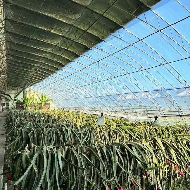 Modern Agriculture Sunlight Greenhouse for Vegetables Planting