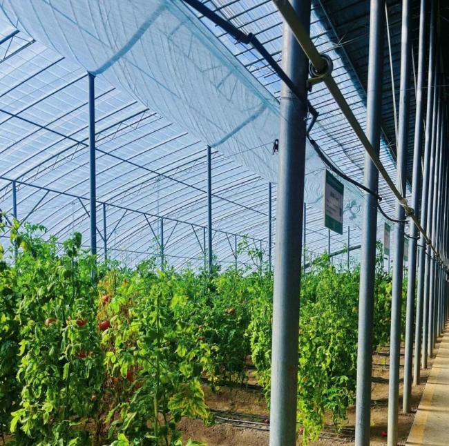 Modern Agriculture Sunlight Greenhouse for Vegetables Planting