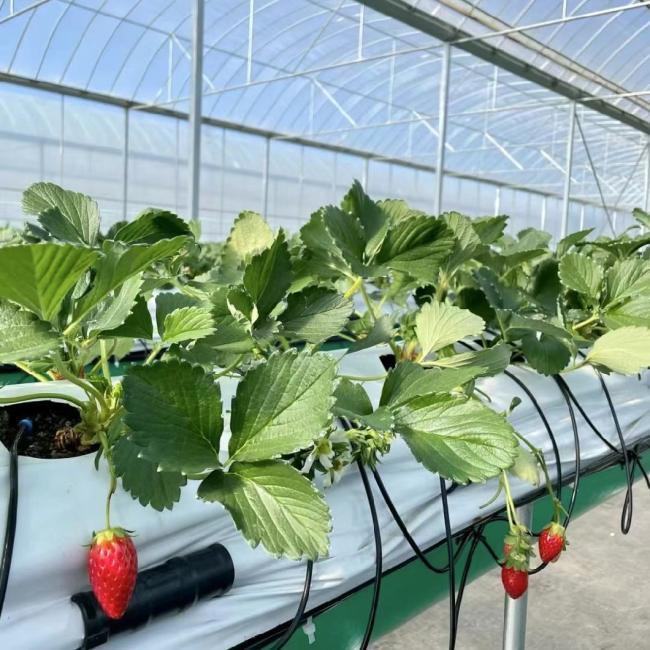 Innovative Multi Span Greenhouse
