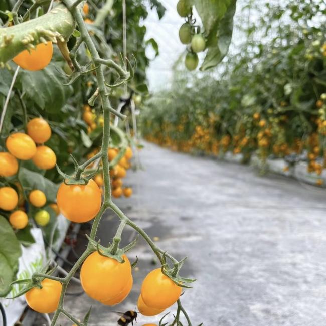 Innovative Multi Span Greenhouse