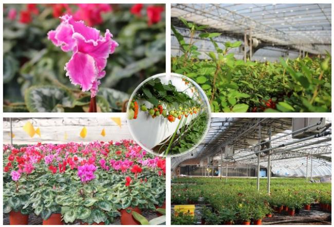 Hydroponic Film Greenhouse with Humidity Control System