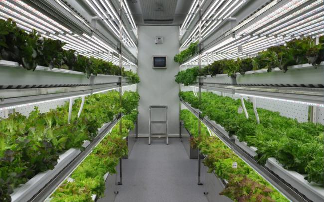 Green House Fish Vertical Shipping Farming Container Hydroponics Growing System