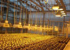Lighting System for Container Greenhouses