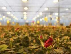 Container Farming Lighting System for Greenhouses