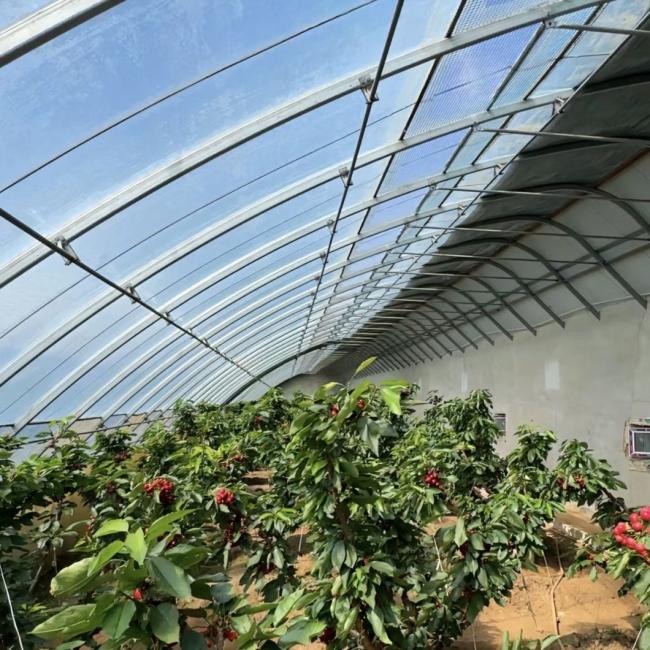 Advanced Vegetable Growing Sunlight Greenhouse System