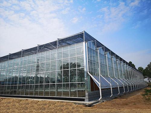 Hydroponic Commercial Sunlight Greenhouse for Cucumber Planting