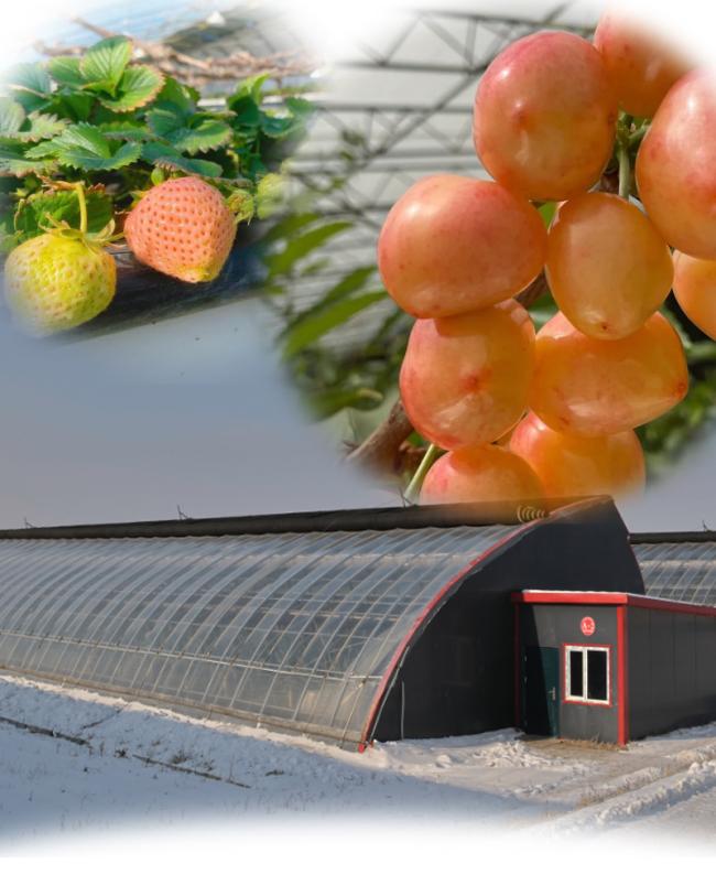 Advanced Vegetable Cultivation Sunlight Greenhouse